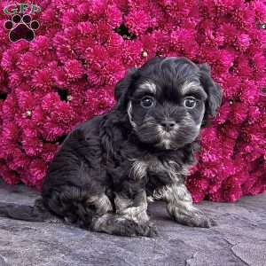 Cookie, Havanese Puppy