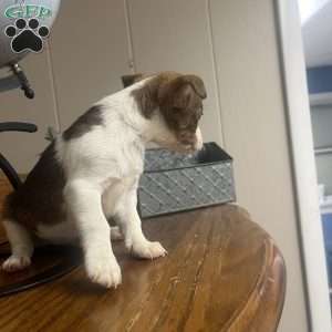 Tibby, Rat Terrier Puppy