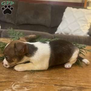 Tibby, Rat Terrier Puppy