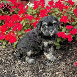Cookie, Havanese Puppy
