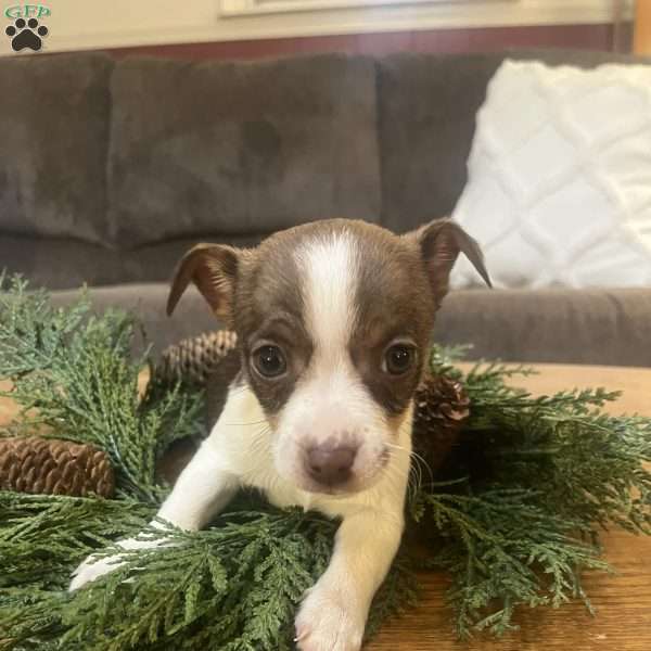 Tibby, Rat Terrier Puppy