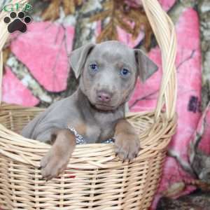 Loretta, Miniature Pinscher Puppy