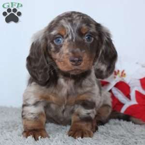 Haley, Dachshund Puppy