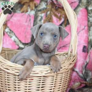 Loretta, Miniature Pinscher Puppy