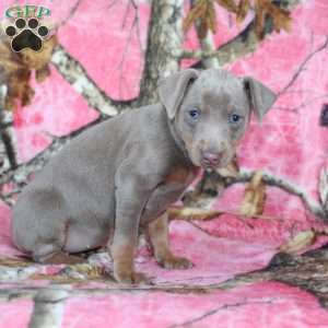 Loretta, Miniature Pinscher Puppy