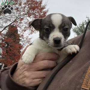 Rianna, Rat Terrier Puppy