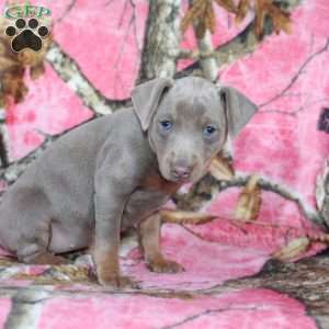 Loretta, Miniature Pinscher Puppy