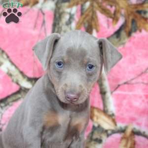 Loretta, Miniature Pinscher Puppy