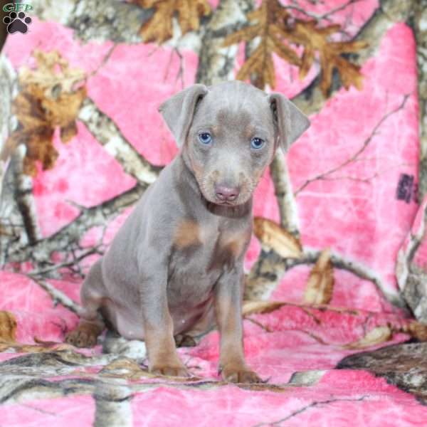 Loretta, Miniature Pinscher Puppy