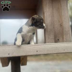 Rianna, Rat Terrier Puppy