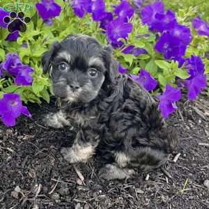 Cookie, Havanese Puppy