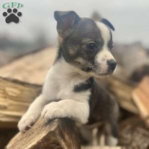 Rianna, Rat Terrier Puppy