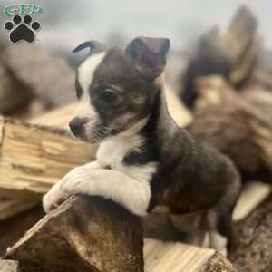 Rianna, Rat Terrier Puppy