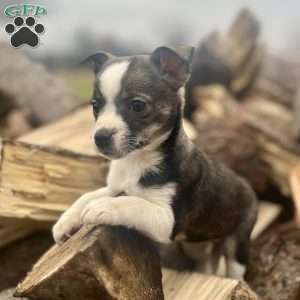 Rianna, Rat Terrier Puppy