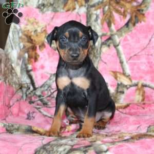 Lindy, Miniature Pinscher Puppy