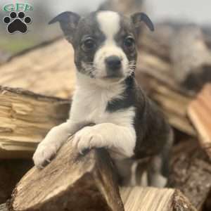 Rianna, Rat Terrier Puppy