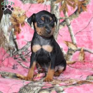Lindy, Miniature Pinscher Puppy