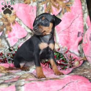 Lindy, Miniature Pinscher Puppy