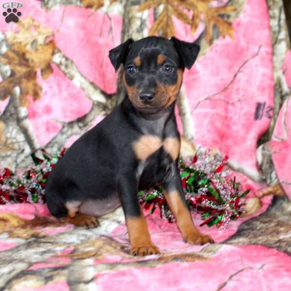Lindy, Miniature Pinscher Puppy