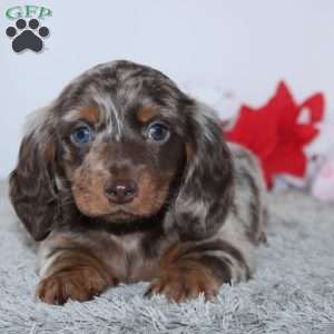 Haley, Dachshund Puppy