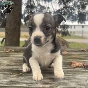 Rianna, Rat Terrier Puppy