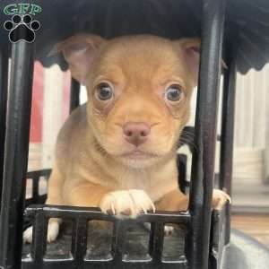 Remi, Rat Terrier Puppy