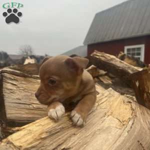 Remi, Rat Terrier Puppy