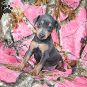 Logan, Miniature Pinscher Puppy