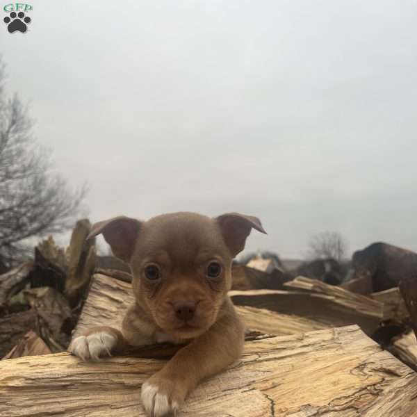 Remi, Rat Terrier Puppy