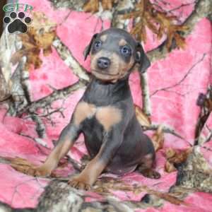 Logan, Miniature Pinscher Puppy