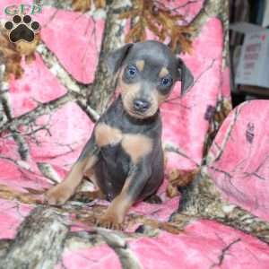 Logan, Miniature Pinscher Puppy