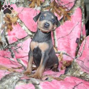 Logan, Miniature Pinscher Puppy