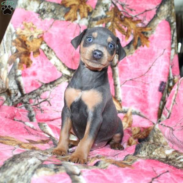 Logan, Miniature Pinscher Puppy