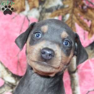 Logan, Miniature Pinscher Puppy