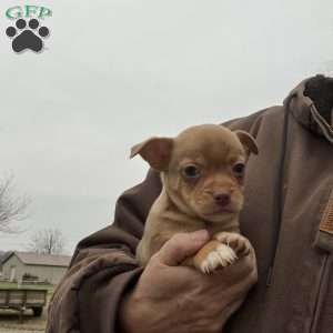 Remi, Rat Terrier Puppy