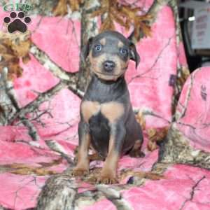 Logan, Miniature Pinscher Puppy
