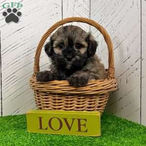 Chip, Havanese Puppy