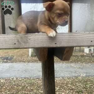 Remi, Rat Terrier Puppy