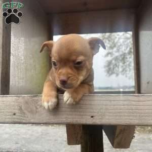 Remi, Rat Terrier Puppy