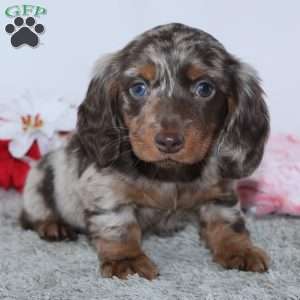 Haley, Dachshund Puppy