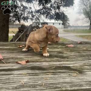 Remi, Rat Terrier Puppy