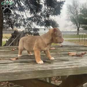 Remi, Rat Terrier Puppy