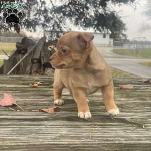 Remi, Rat Terrier Puppy