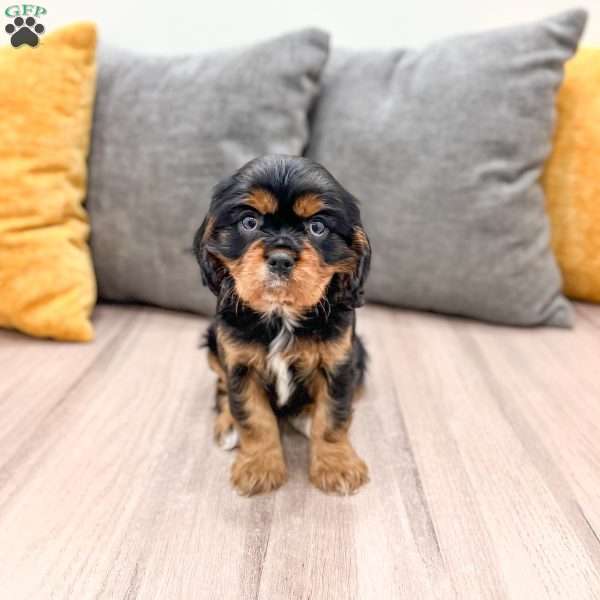 Duchess, Cavalier King Charles Spaniel Puppy