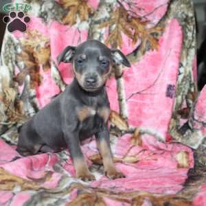Lena, Miniature Pinscher Puppy
