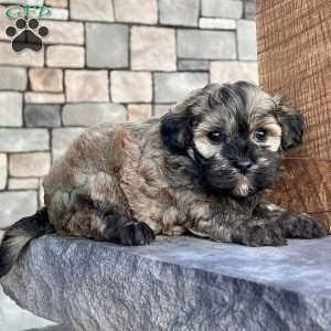 Chip, Havanese Puppy