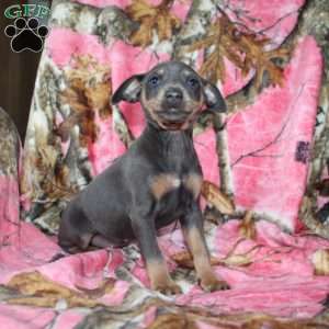 Lena, Miniature Pinscher Puppy
