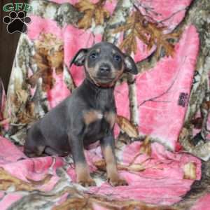 Lena, Miniature Pinscher Puppy