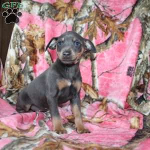 Lena, Miniature Pinscher Puppy