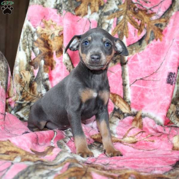 Lena, Miniature Pinscher Puppy